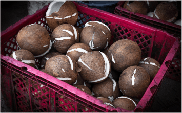 semi-husked coconut