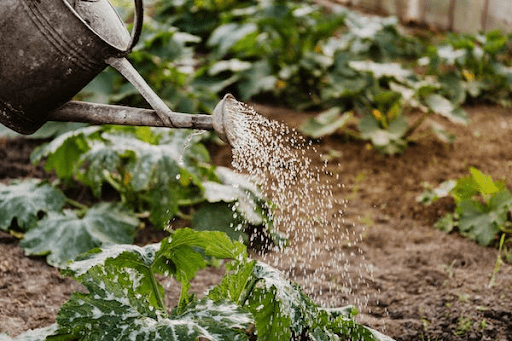 Impor produk hortikultura